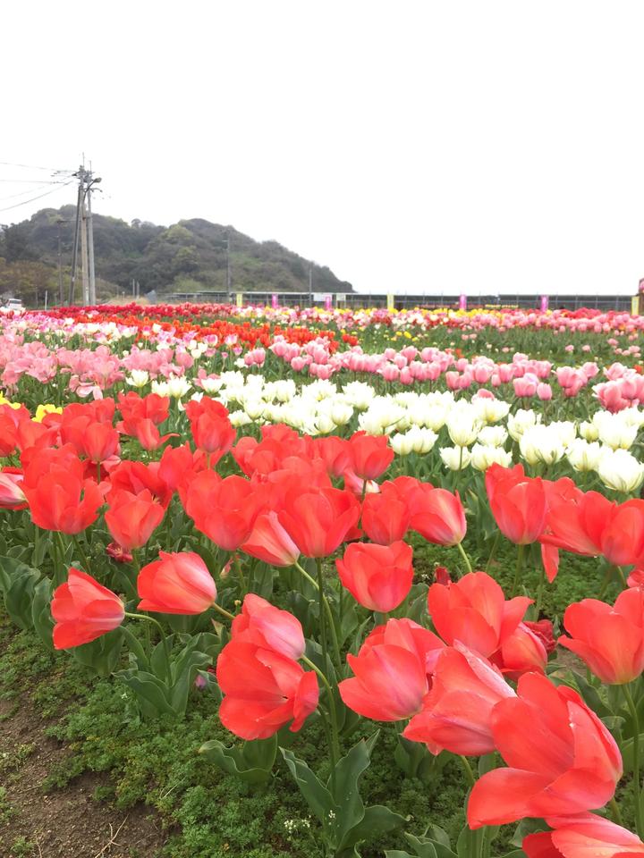 チューリップ.JPG