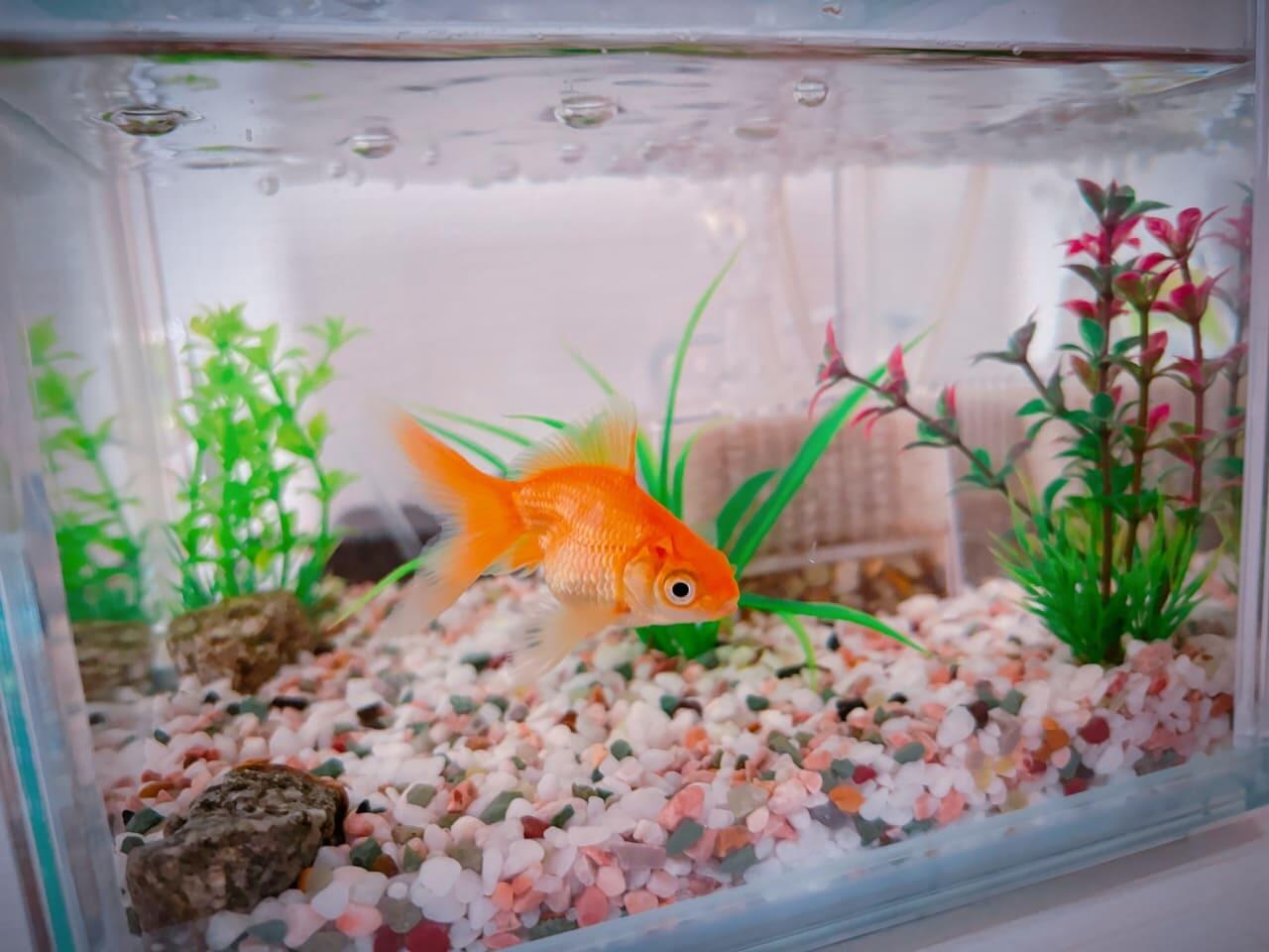 ブログ写真金魚.jpg