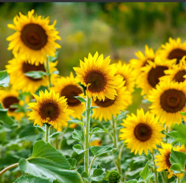 ひまわり - Google 検索.png