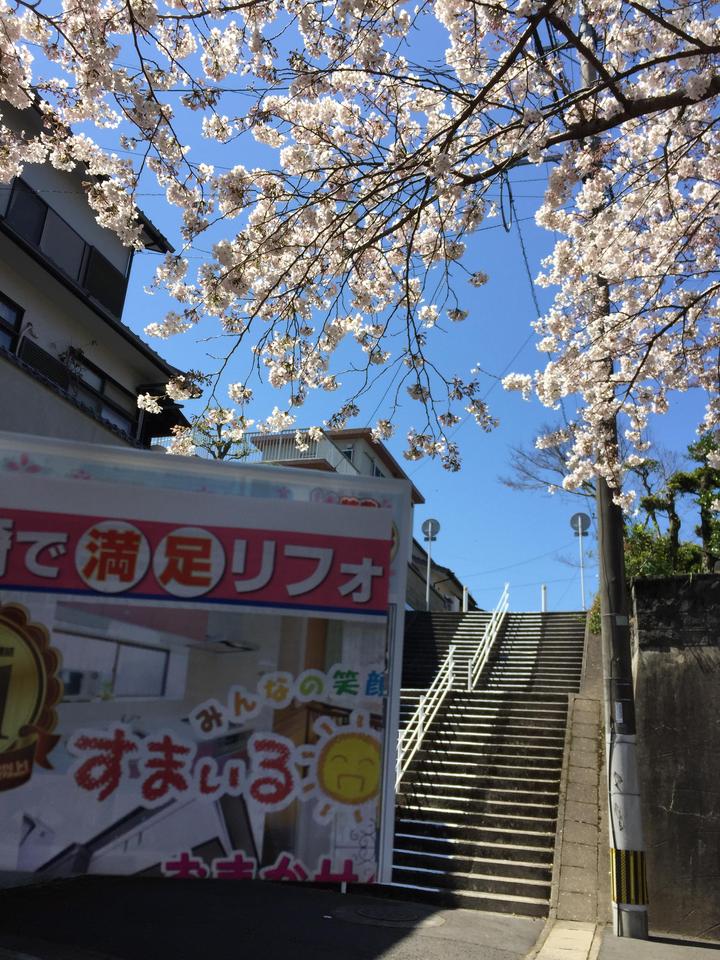 桜.JPG