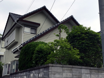 A_03_Kun_hirayamadai.JPG